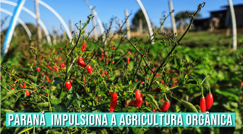 IDR-Paraná: pesquisa busca impulsionar a agricultura orgânica Foto: José Fernando Ogura/AEN